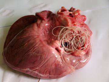 Paraziti la inima la om, Simptome ale bolilor de inima
